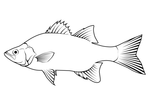 White Bass (Morone Chrysops) Coloring Page